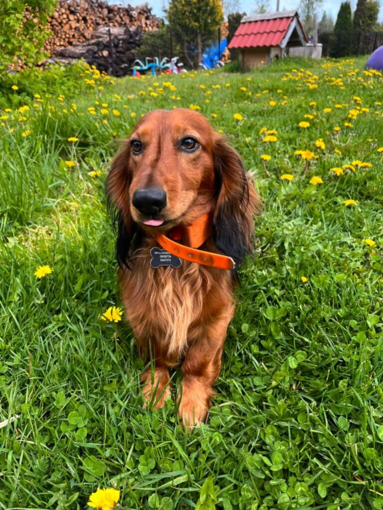 Jasper 18.07.22-13.06.2025