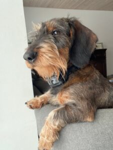 Roxy