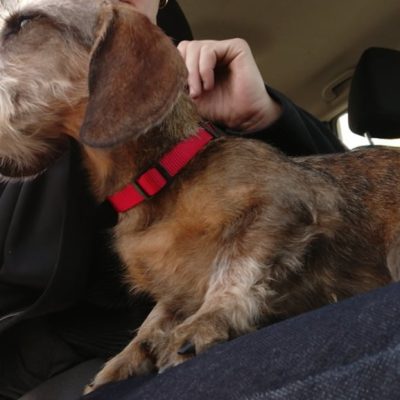 Lexy