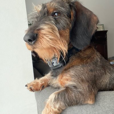 Roxy